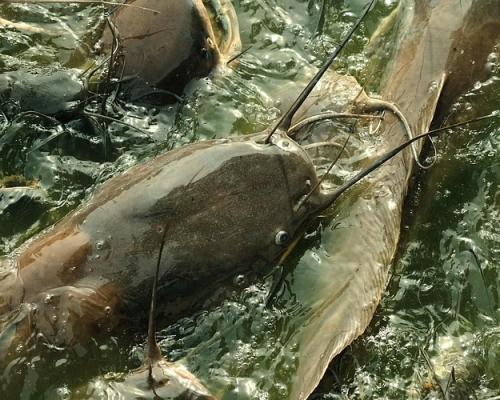 Certificate Course in Fisheries Technology